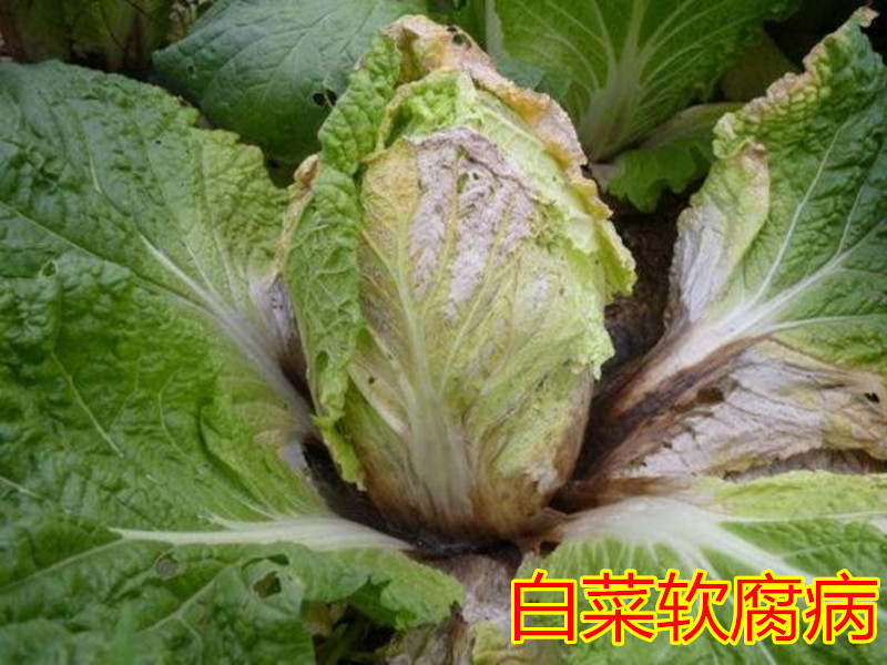 美国杜邦可杀得3000三千叁仟氢氧化铜细菌农药杀菌剂500g
