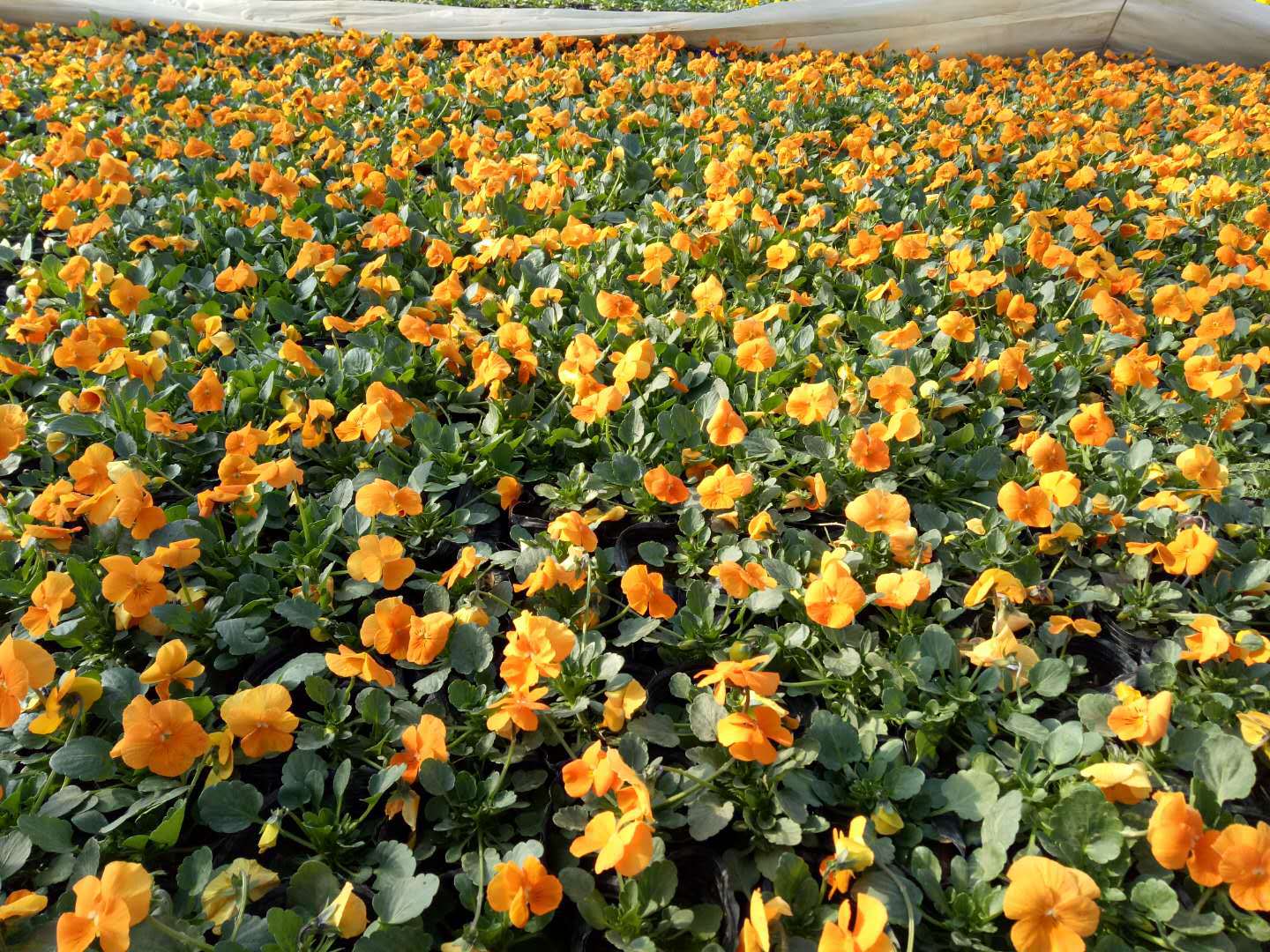 冬季开花角堇 山东草花基地供应冬季租摆花卉耐寒 时令草花角瑾