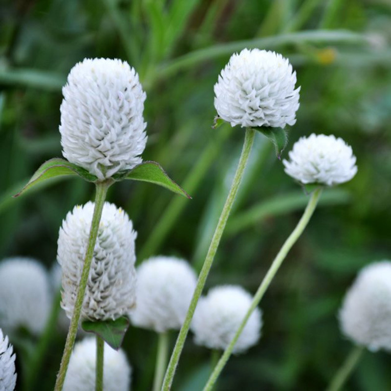 千日红种子千日紫春播观花种子百日红火球花景观绿化易活花籽包邮