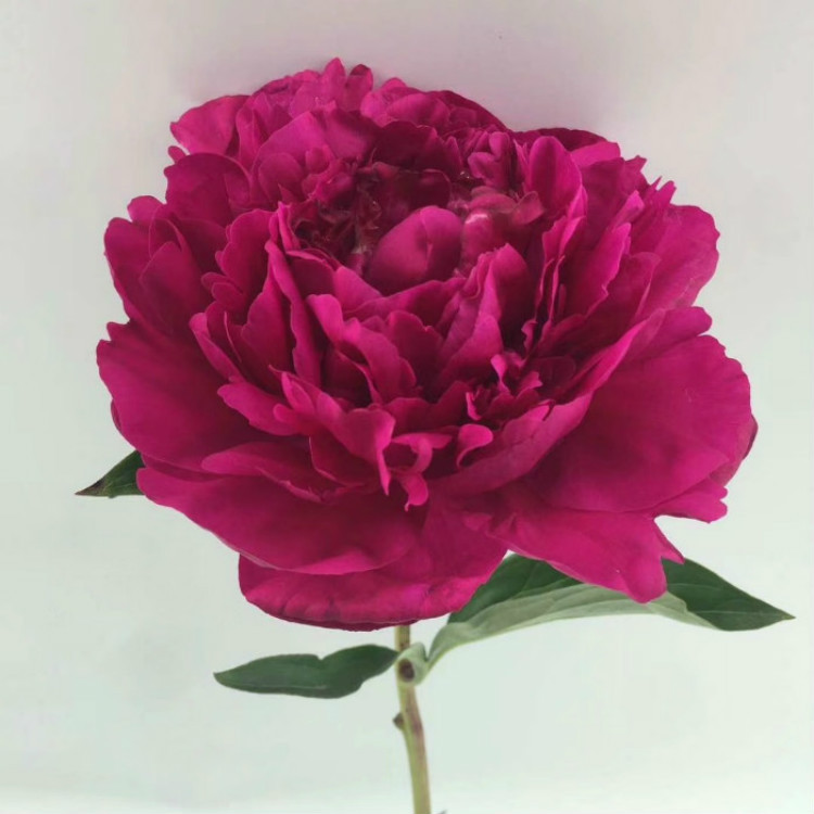 芍药 鲜切花 菏泽芍药基地自产自销重瓣芍药花 山东芍药鲜花