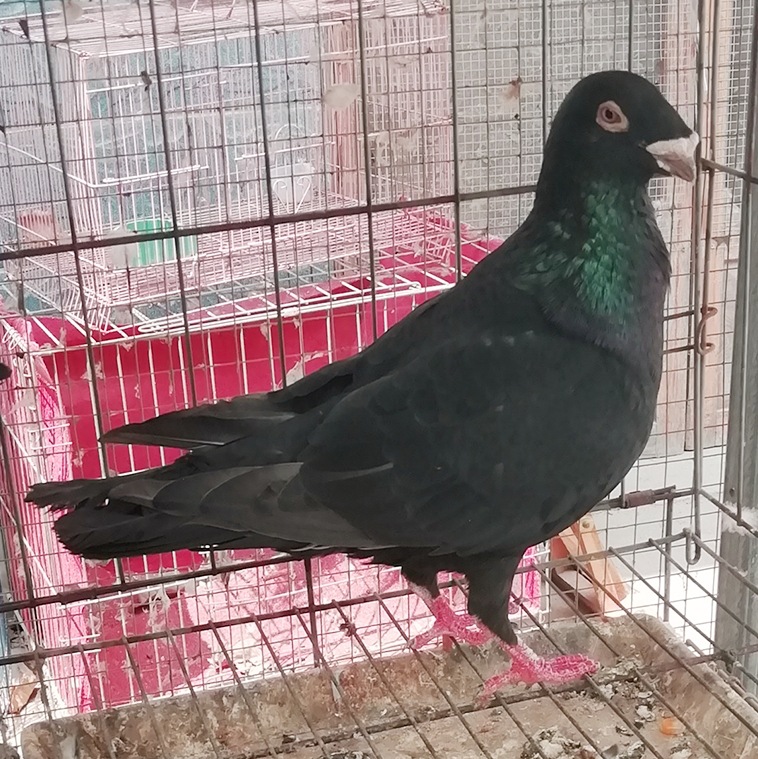 黑蛇头鸽子 白马头鸽 马头黄杠鸽子 头型鸽图片 俄罗斯鸽子养殖场