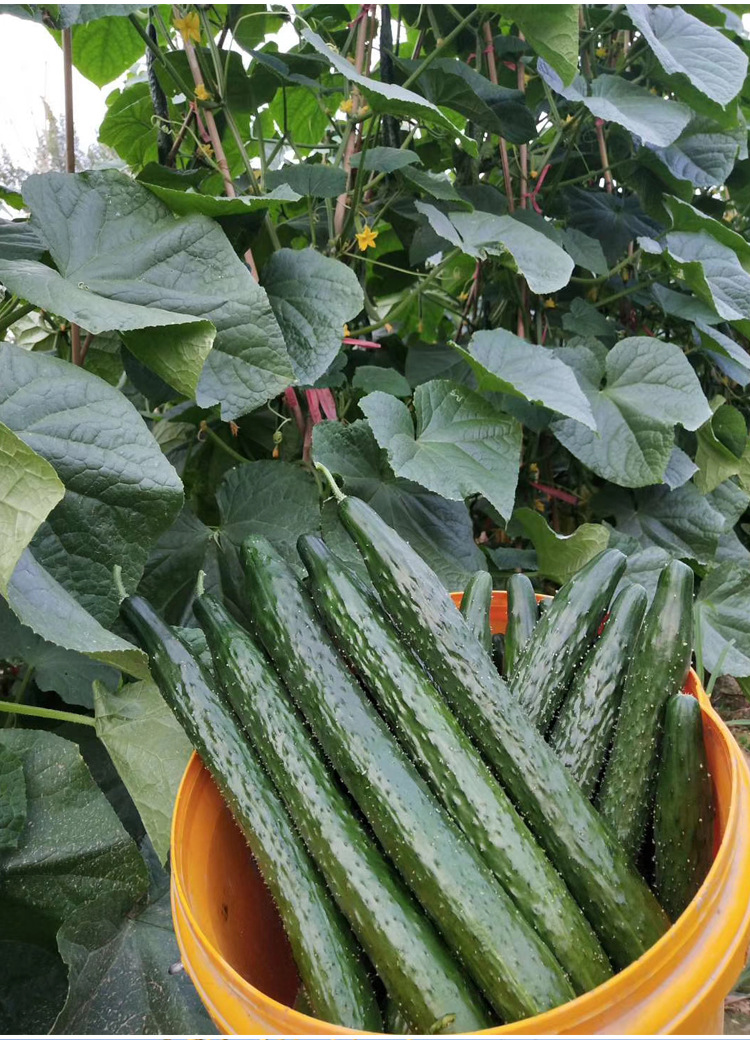 秋冬老品种油亮黄瓜苗富阳35黄瓜种子四季春季种籽秋高温蔬菜种孑