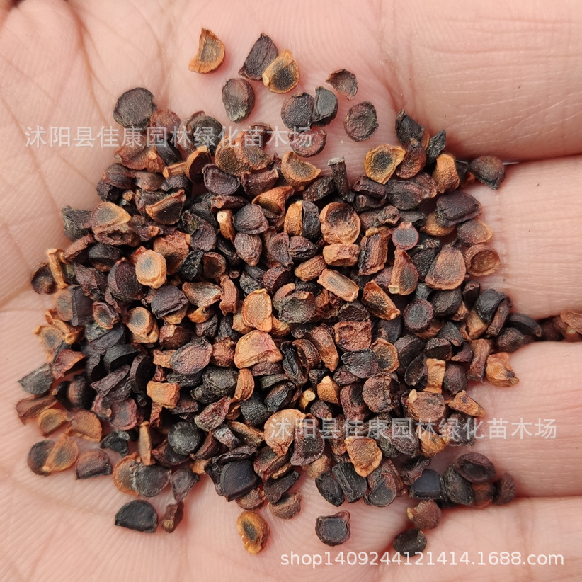 草花种子 优质花菖蒲种子 玉蝉花 水生花卉 菖蒲花种子 1件=1斤