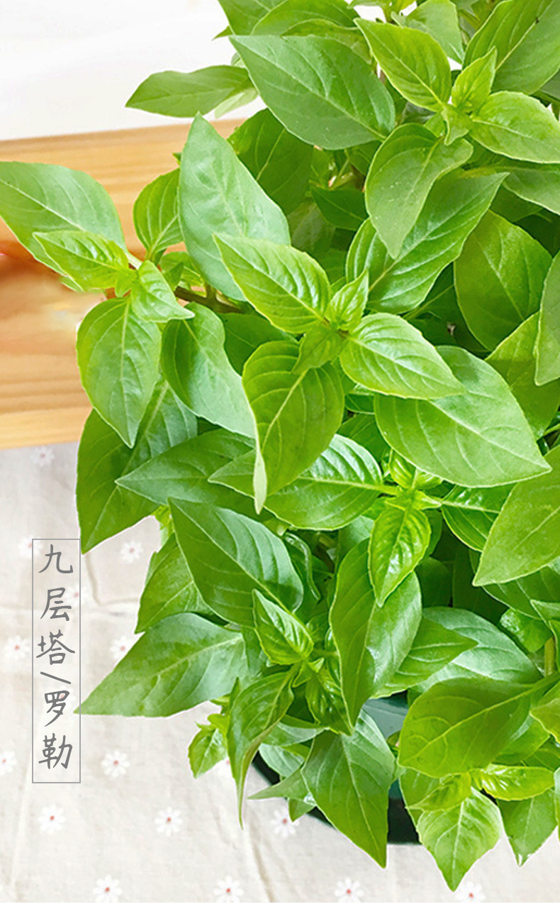 绿罗勒种孑 食用香草种籽紫罗勒种子九层塔室外四季盆栽蔬菜种子