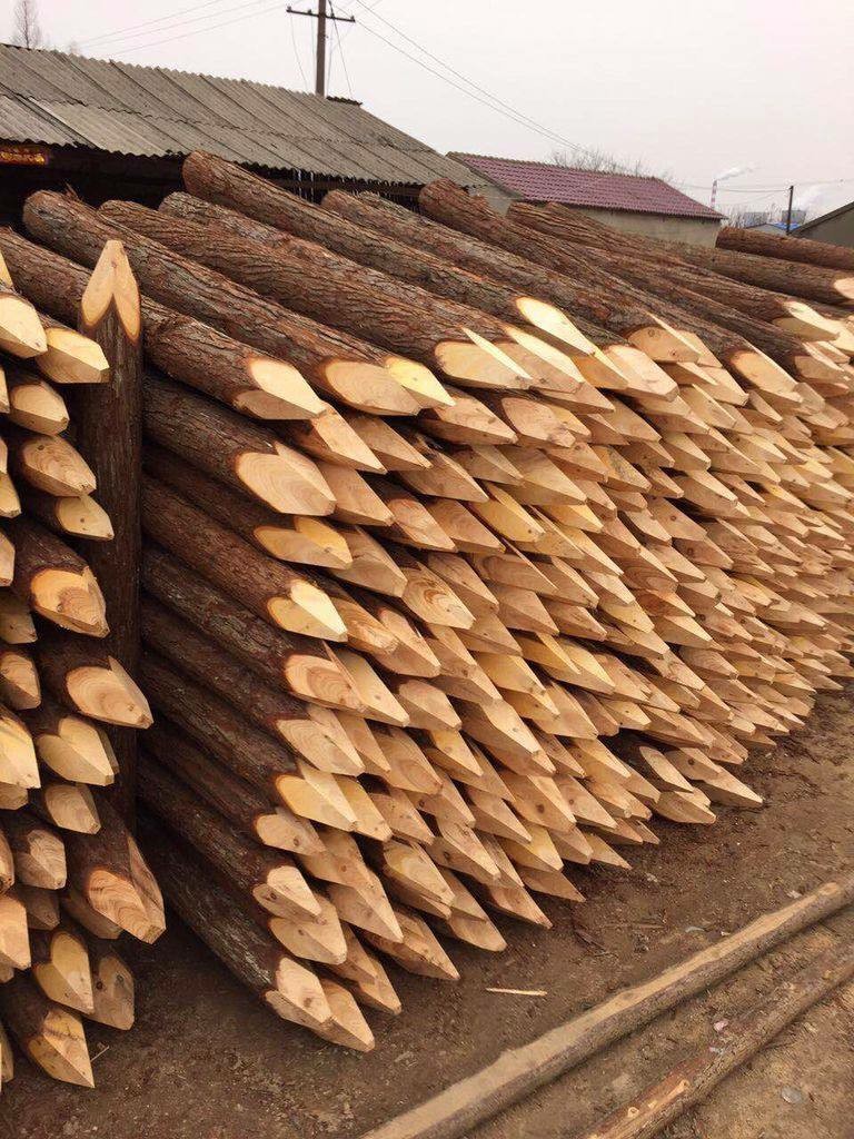 原产地林场直销杉木桩,驳岸打桩木