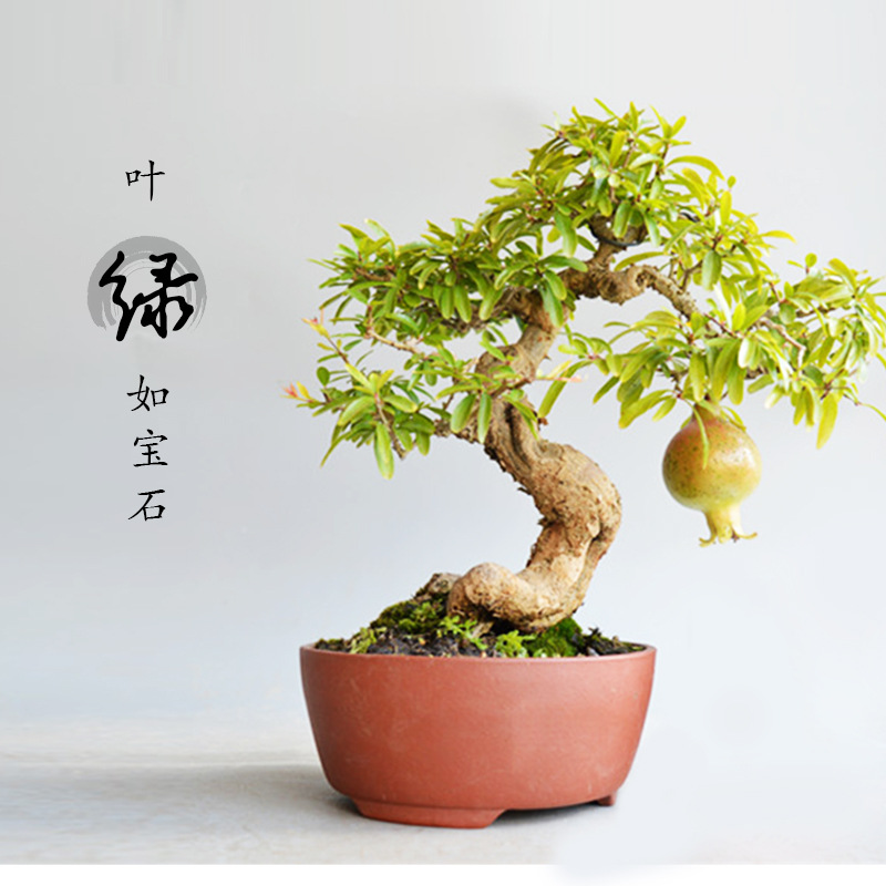 石榴盆景盆栽日本小叶红花微型盆景老桩熟桩造型开花结果实物矮霸