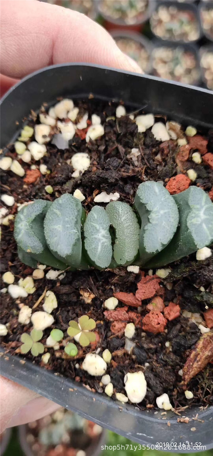236基地批发十二卷属多肉植物 白玉窗玉扇单头5cm左右多肉裸根发