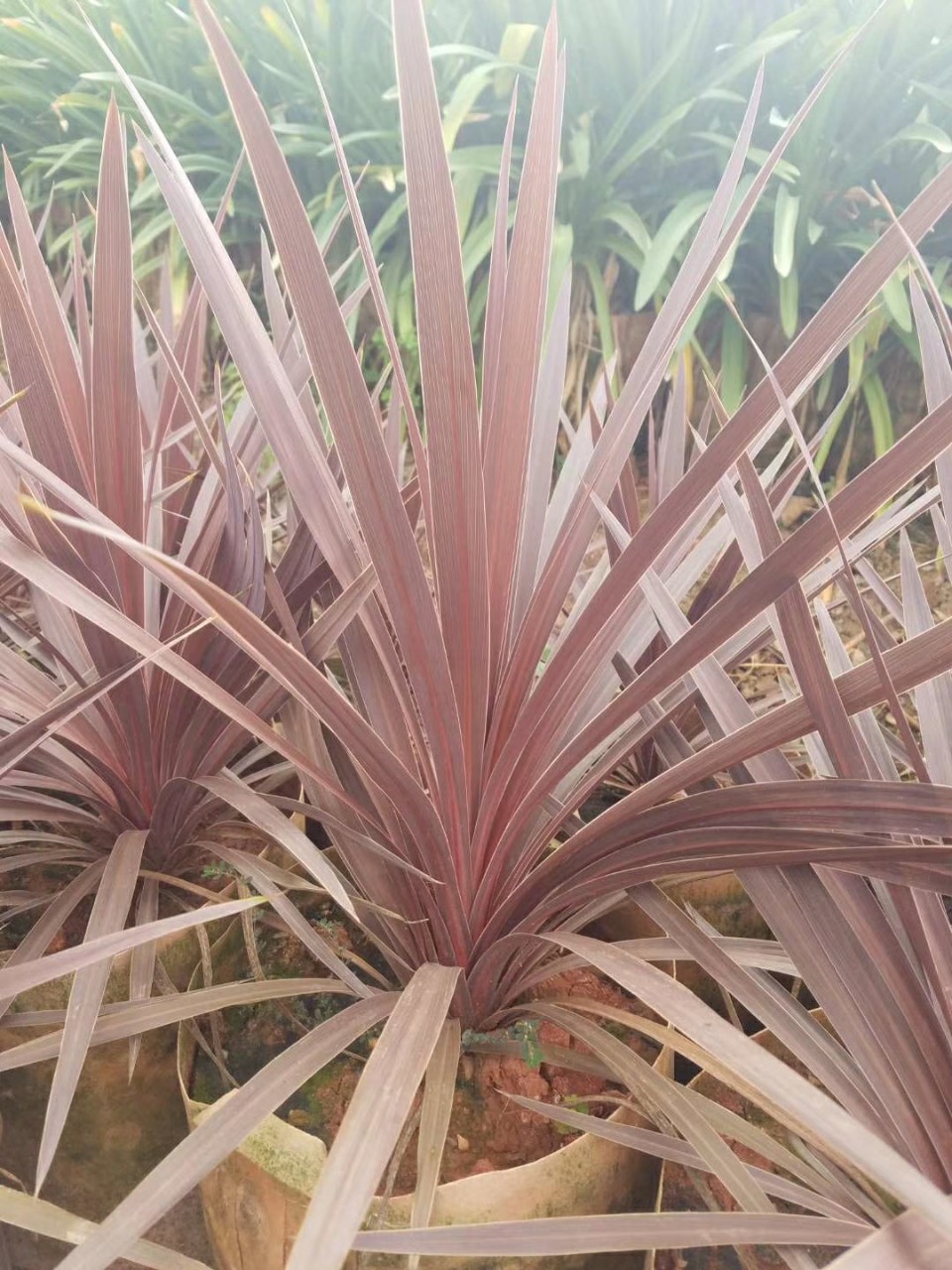 906基地供应红巨人澳洲朱蕉4070cm高袋苗彩叶灌