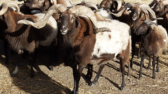 长期供应黄脖活体欧拉羊养殖价格 甘肃青海正宗欧拉大角羊