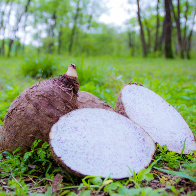 【老一生鲜】 新鲜泰国南姜 新鲜南姜 250g - 360购物