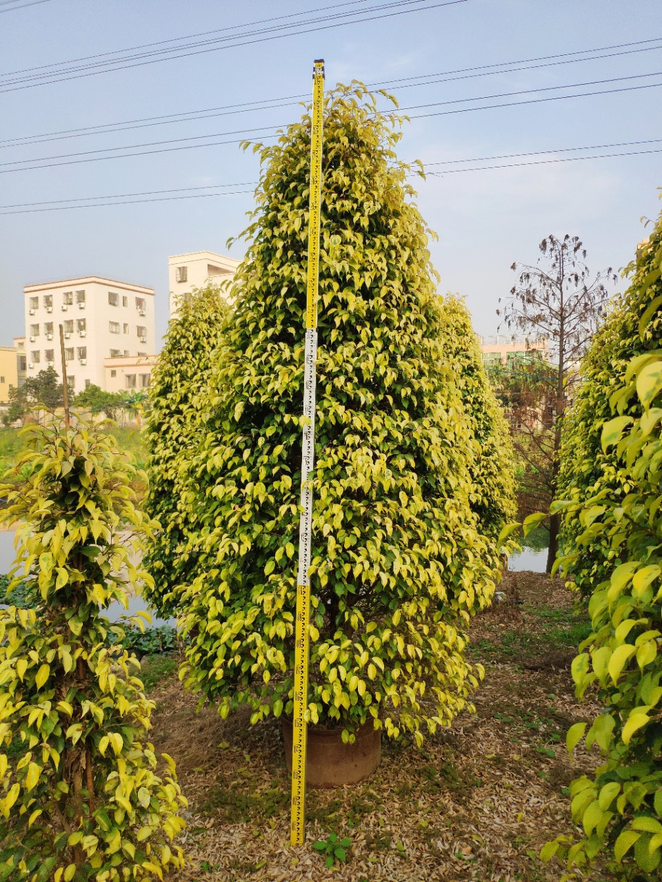 供应塔型金叶垂榕253米高盆苗黄金垂叶榕柱袋