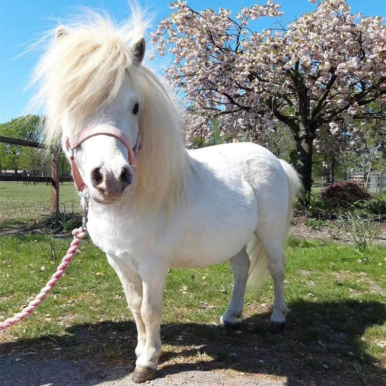 矮马适应能力强吗广西地区有销售的吗多少钱