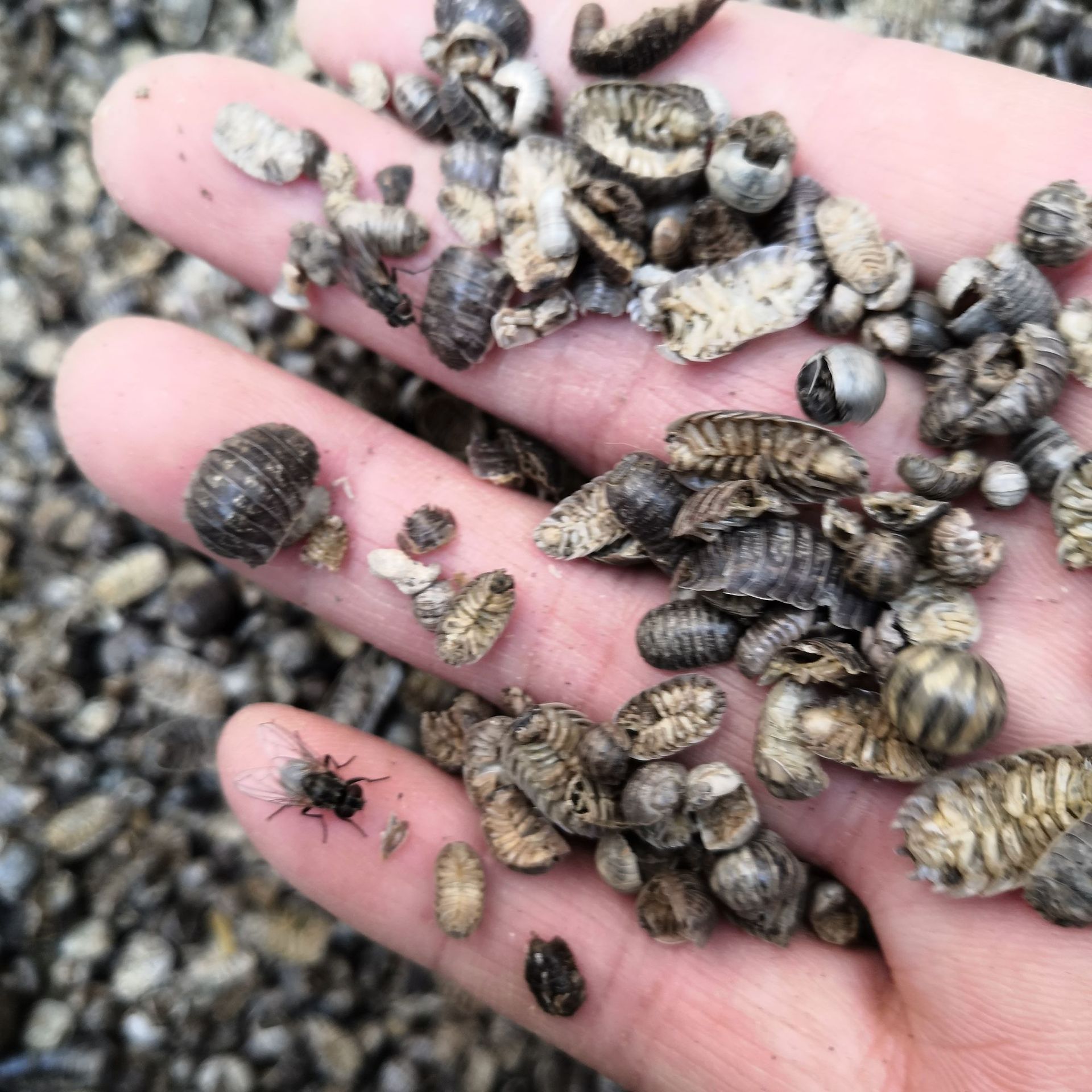 中药材鼠妇虫批发湿生虫潮虫子团子虫地虱子鞋板虫皮板虫