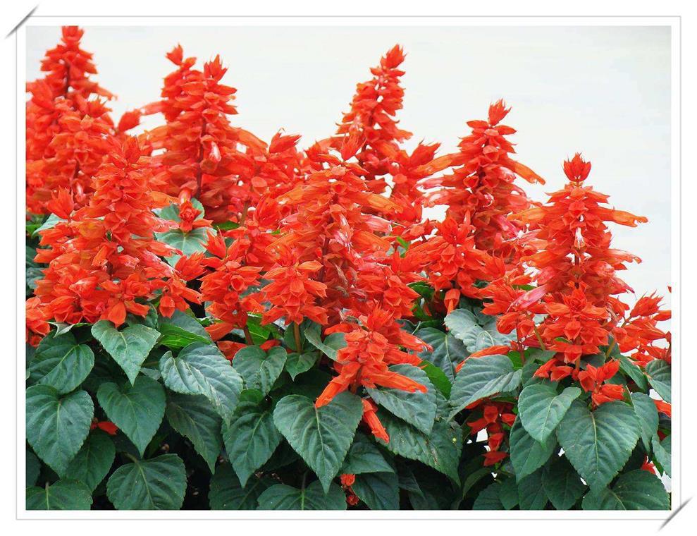 草花时令花一串红盆栽适合花海工程绿化小区公园单位租摆