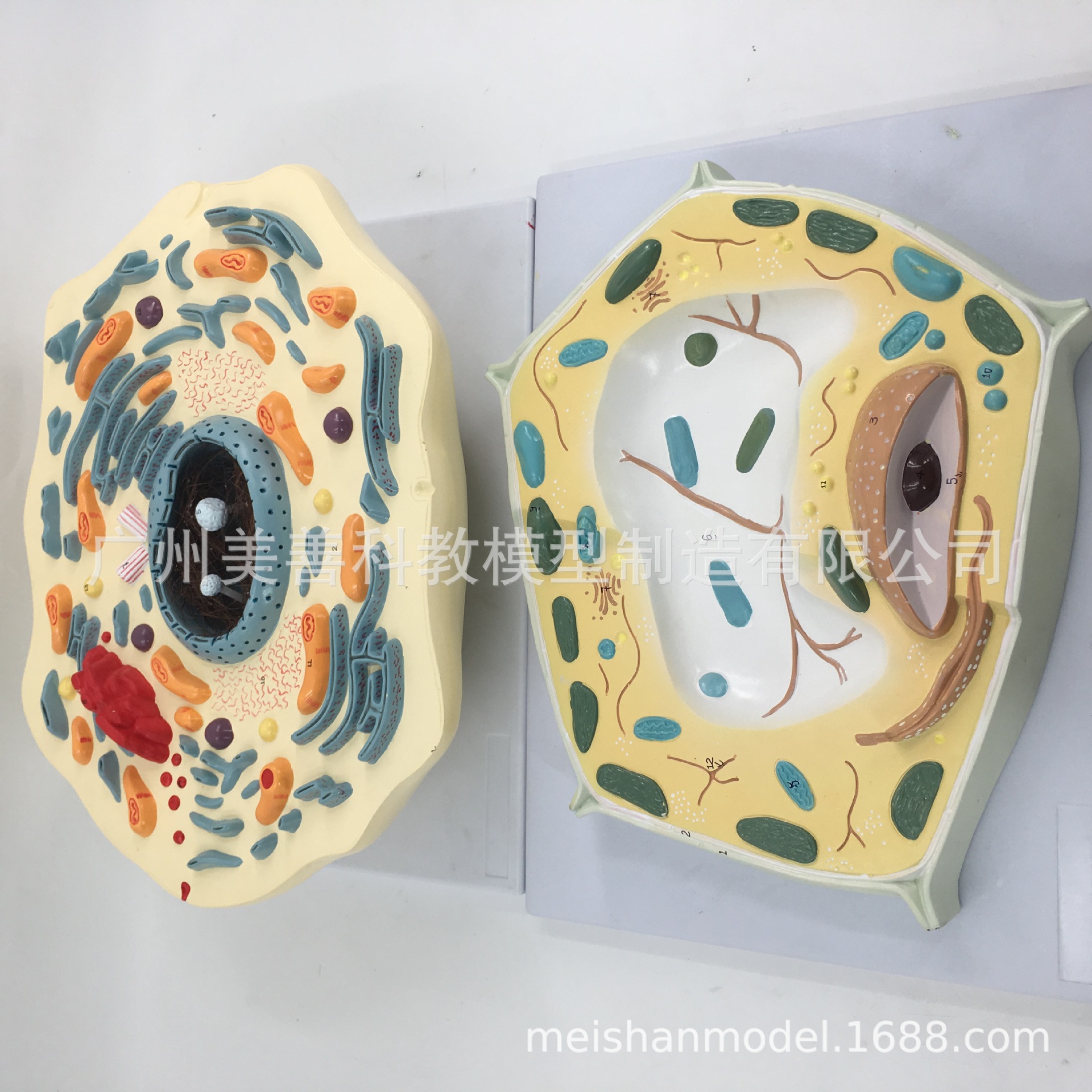 高倍放大动物细胞模型动物细胞亚显微结构细胞标本生物科教放大版