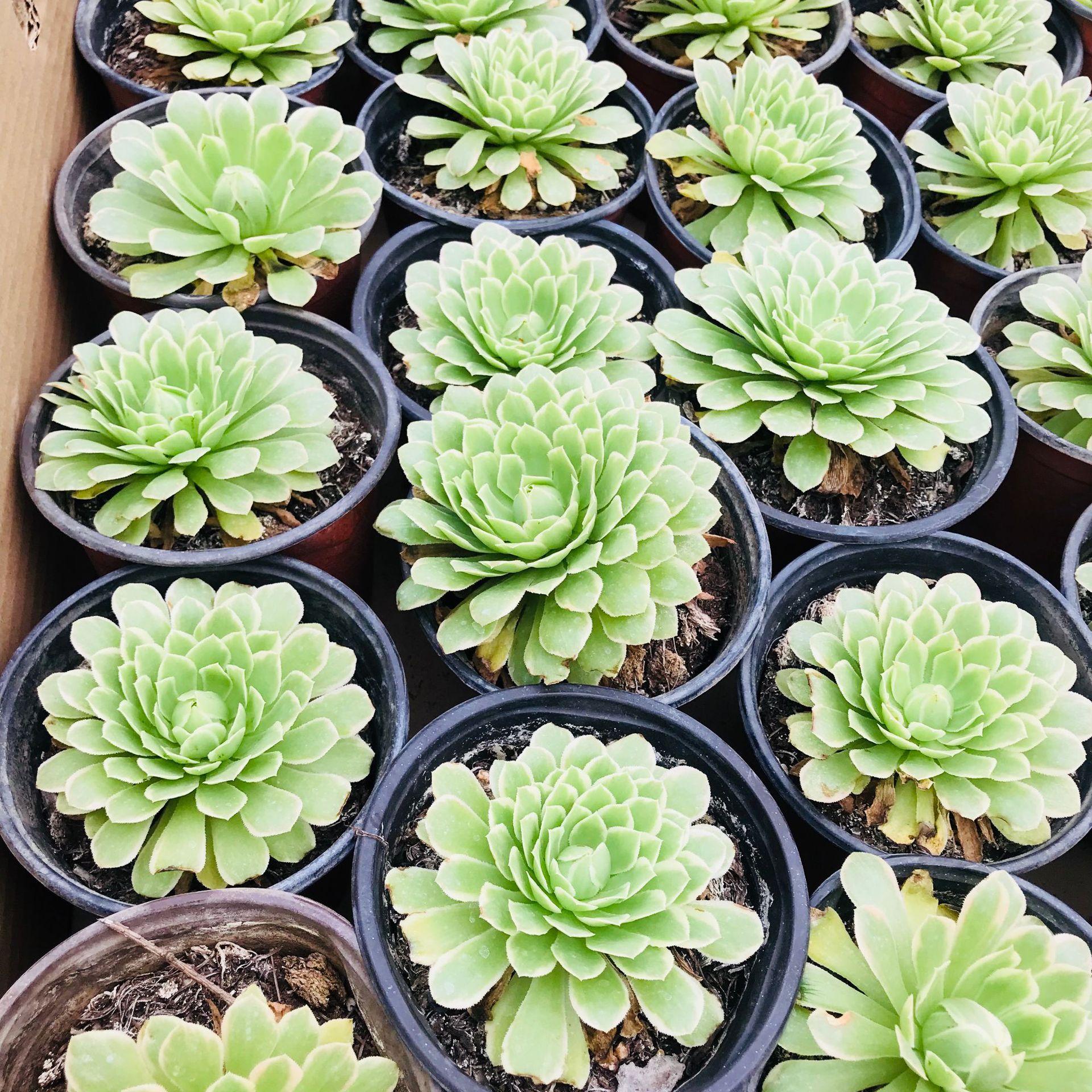 多肉植物 法师翡翠冰 室内盆栽花卉批发 多肉组合法师三仙翡翠冰