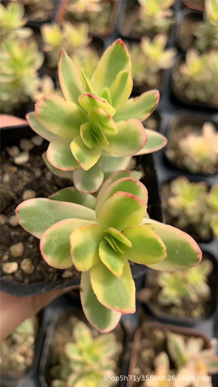 多肉植物大棚批发 拉霍亚群 天狗之舞锦双头小群盆6.5cm裸根发