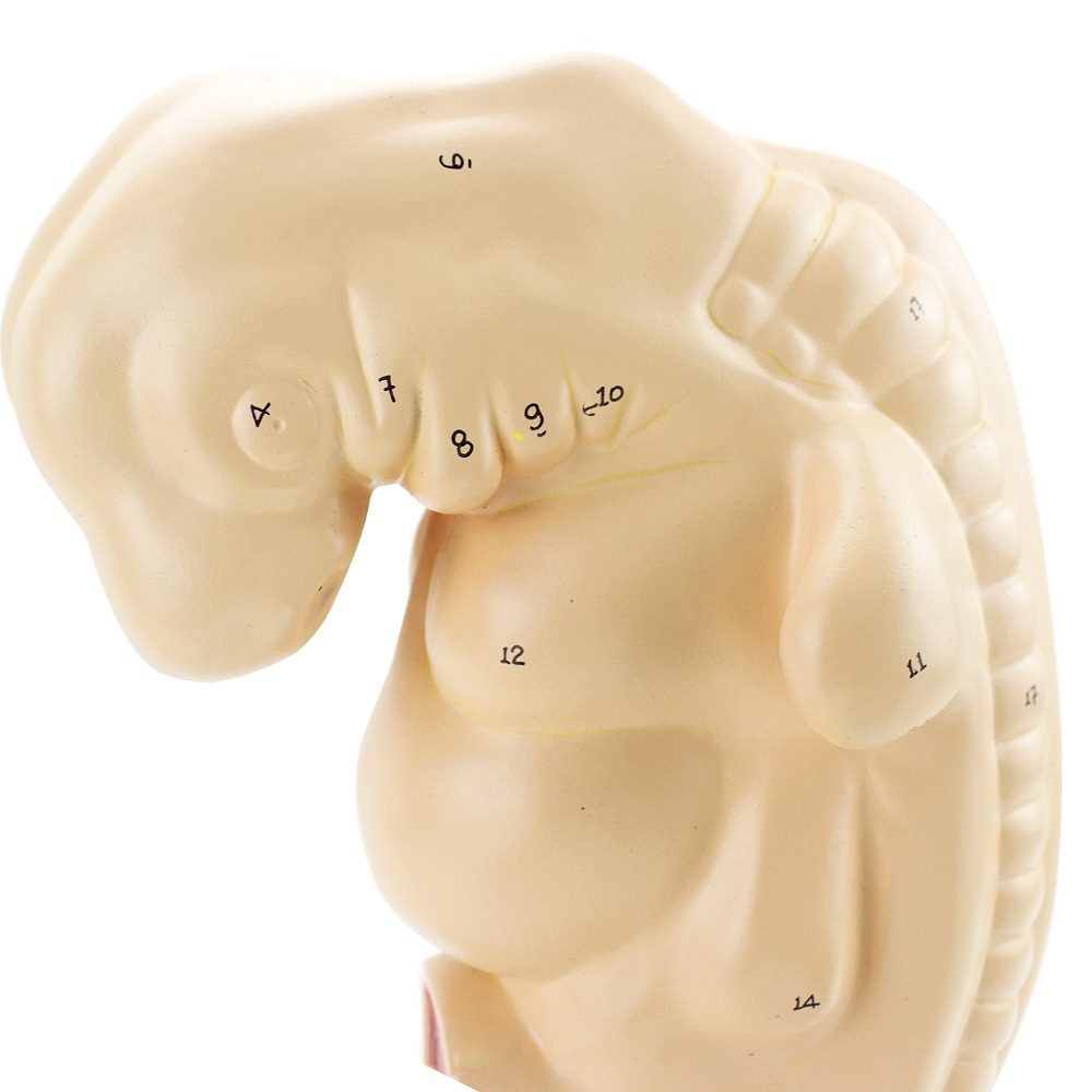 医用人体四周胚胎模型 胎儿模型 妊娠胚胎儿发生 胎教学模型 组