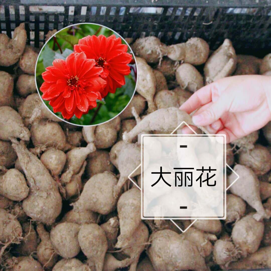 大丽花球根室内花卉庭院阳台观赏花卉地瓜花大丽花球根易种批发