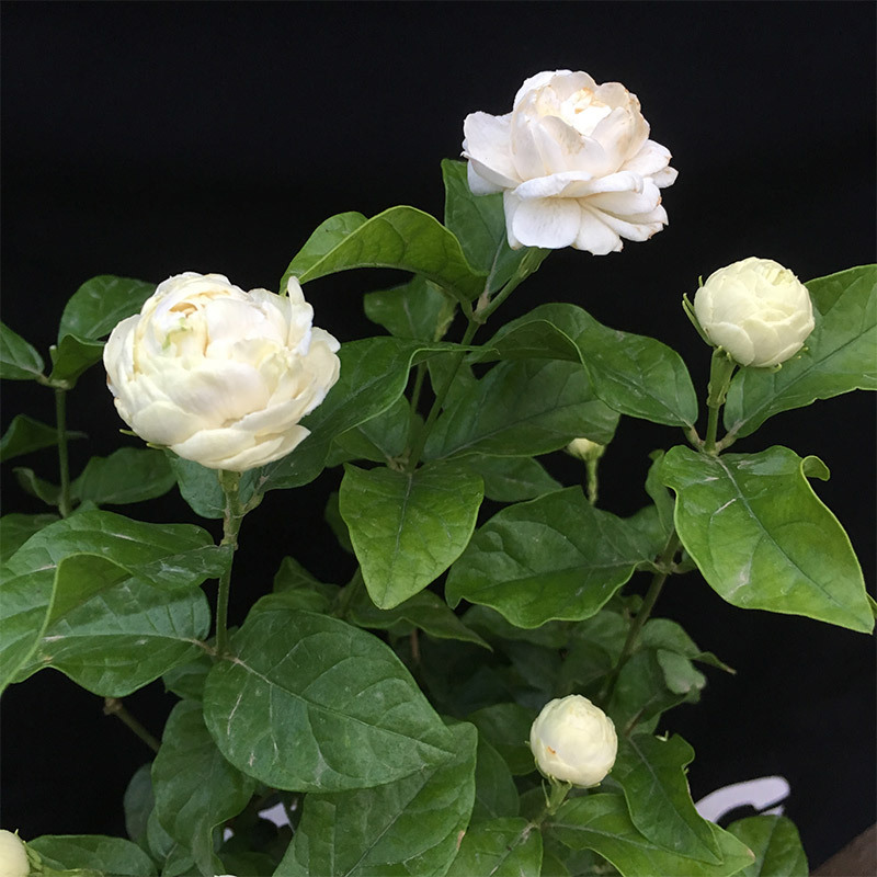 茉莉花苗花卉驱蚊白花白茉莉芳香四溢四季开花重瓣茉莉花小苗批发