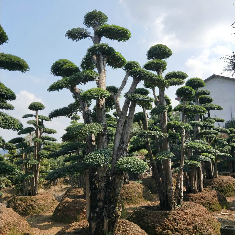 苗圃供应绿化造型榆树景观树 公园庭院观赏绿化榆树盆景 造型榆树
