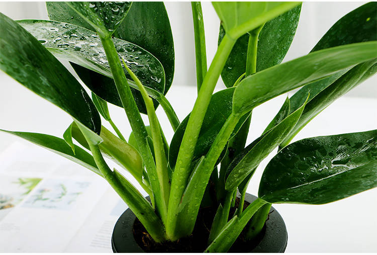 包邮绿公主大叶金钻吸毒王四季常青甲醛植物室内桌面绿植盆栽花卉