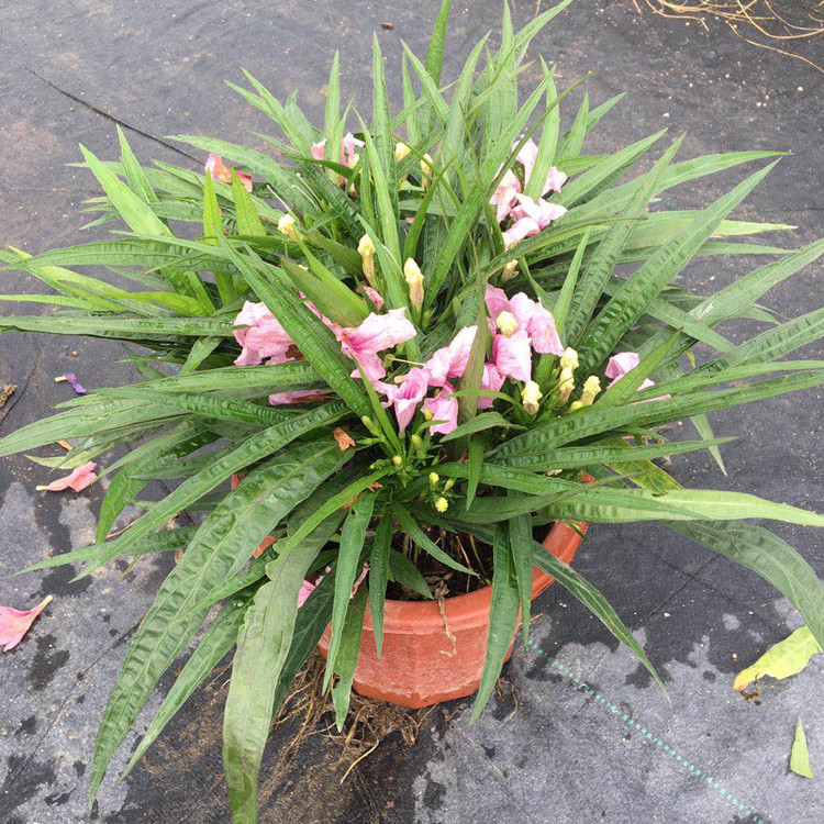 基地直销 矮生翠芦莉 蓝花草 兰花草 园林绿化植物-阿里巴巴