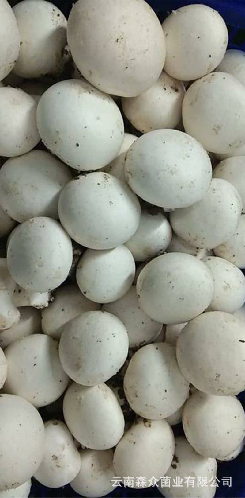 口蘑干品1000克云南特产大个无根白蘑菌菇白蘑菇干货菌白蘑菇批发