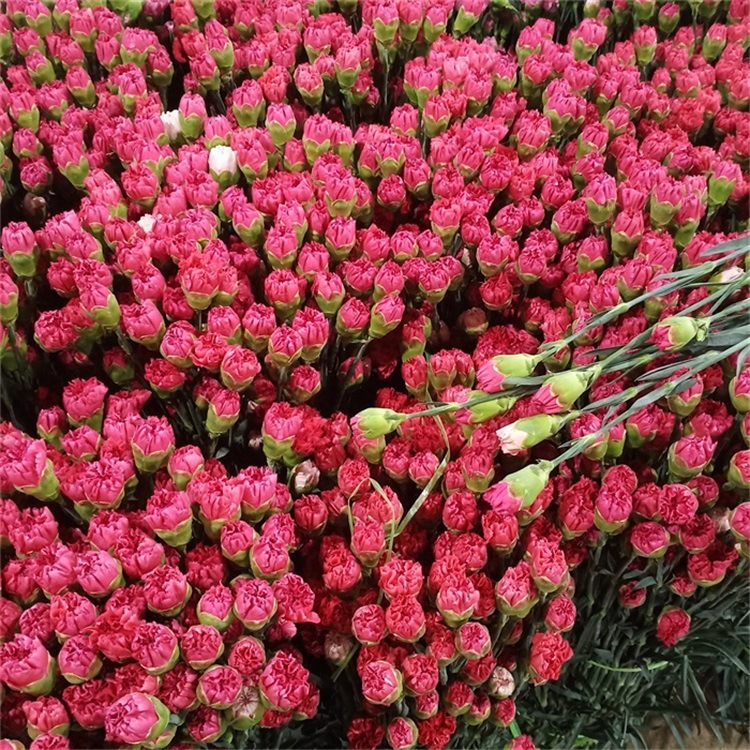 教师节【康乃馨】桃红色批发 云南昆明基地直供 康乃馨鲜切花