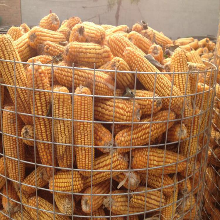 玉米编织网