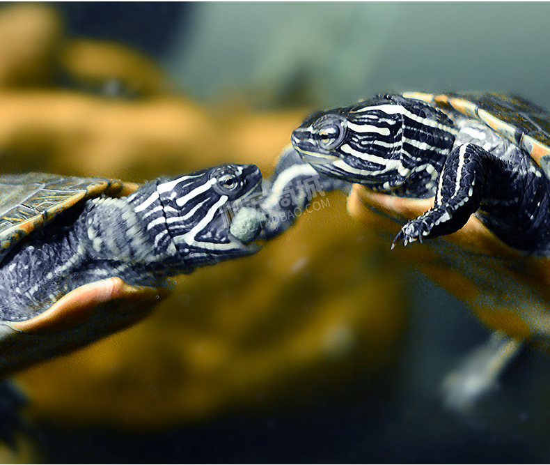 寸金龟三色龟龟粮 乌龟粮食 巴西龟水龟草龟石金钱鳄鱼龟补钙饲料