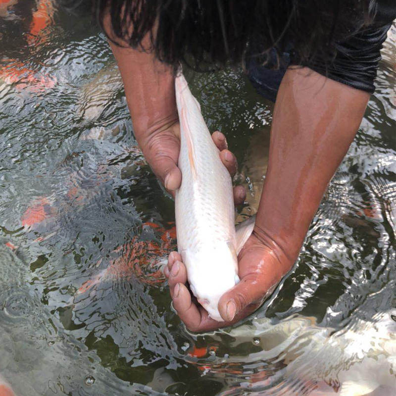 观赏鱼活体锦鲤鱼活体鱼白色锦鲤鱼活体白金锦鲤白锦鲤活体