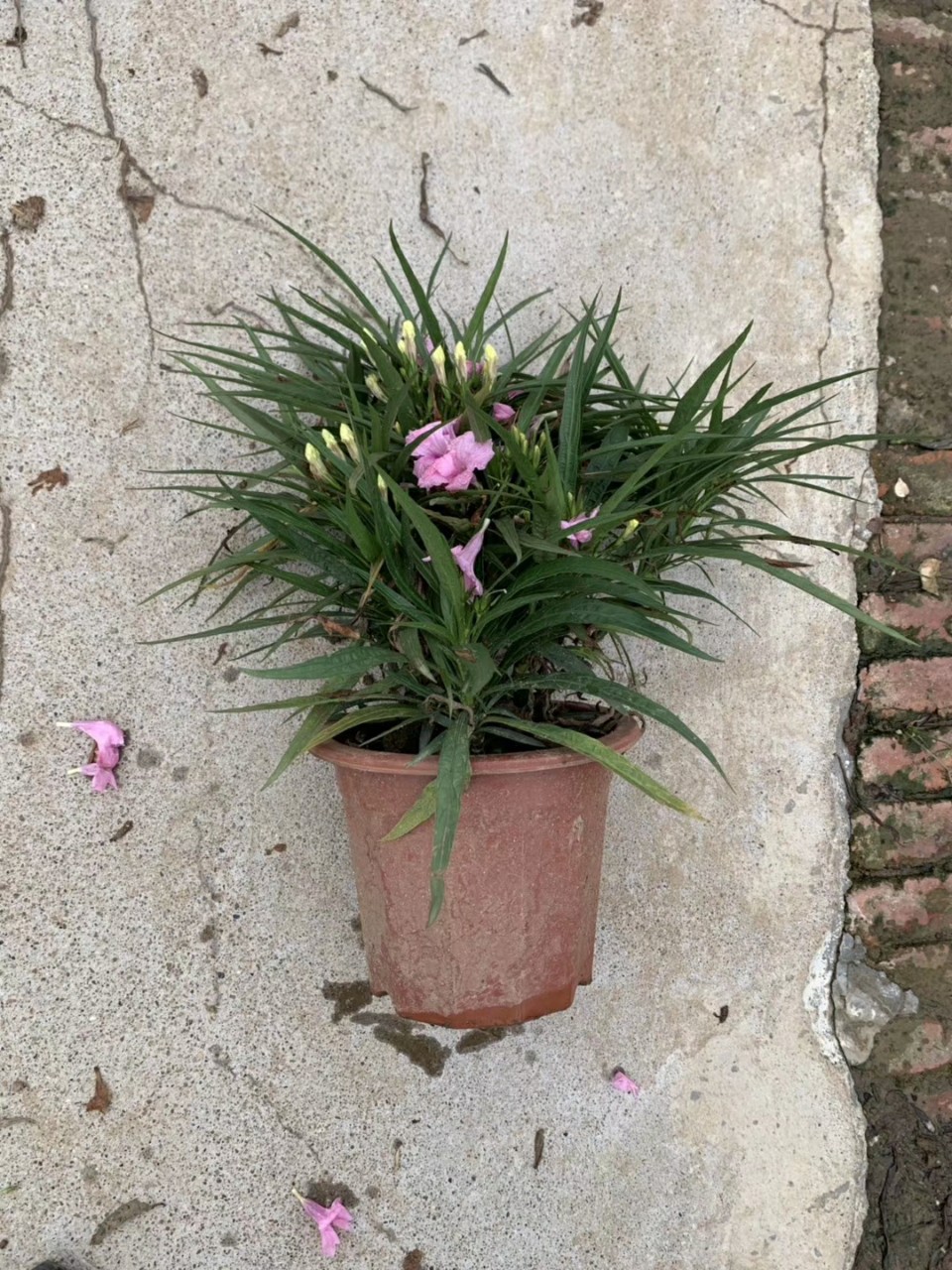 910供应矮化翠芦莉1030cm高盆栽袋苗白粉紫混色多花