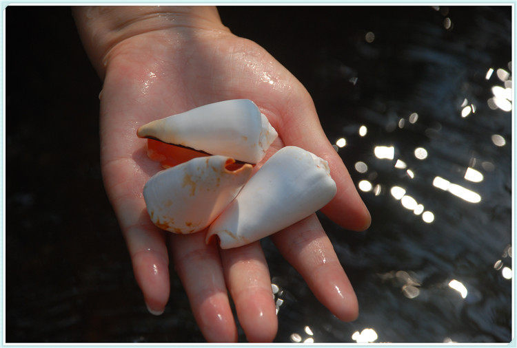 天然贝壳海螺红嘴螺 水族鱼缸造景 地台装饰拍摄道具摆件儿童玩具