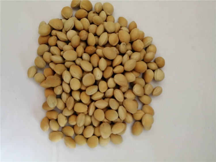 批发车厘子大小樱桃核 颈椎枕填充物樱桃填充樱桃核籽 出口樱桃子