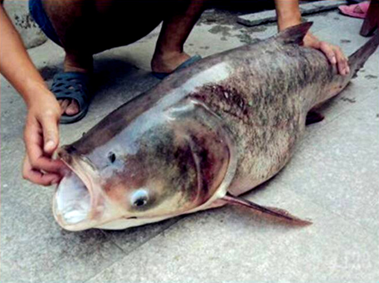 魔尔抛大鲢 酵酸草莓果酸腥臭爆炸料抛竿鲢鳙饵大头黑白鲢 1000g