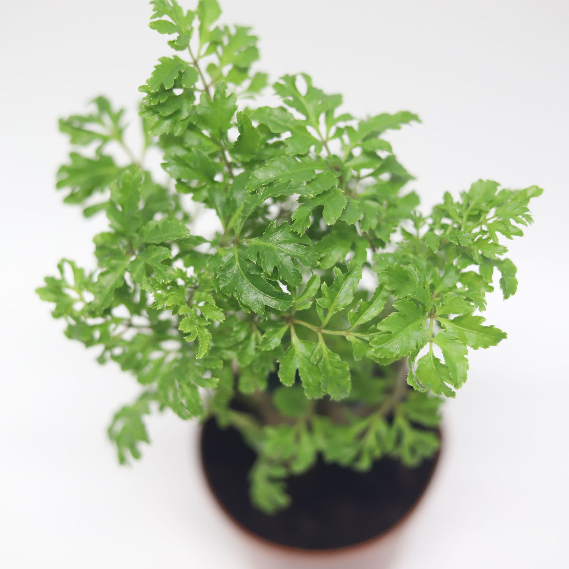 盆栽批发90#细叶森桩羽叶迷你福禄桐绿植花卉桌面新房吸甲醛植物