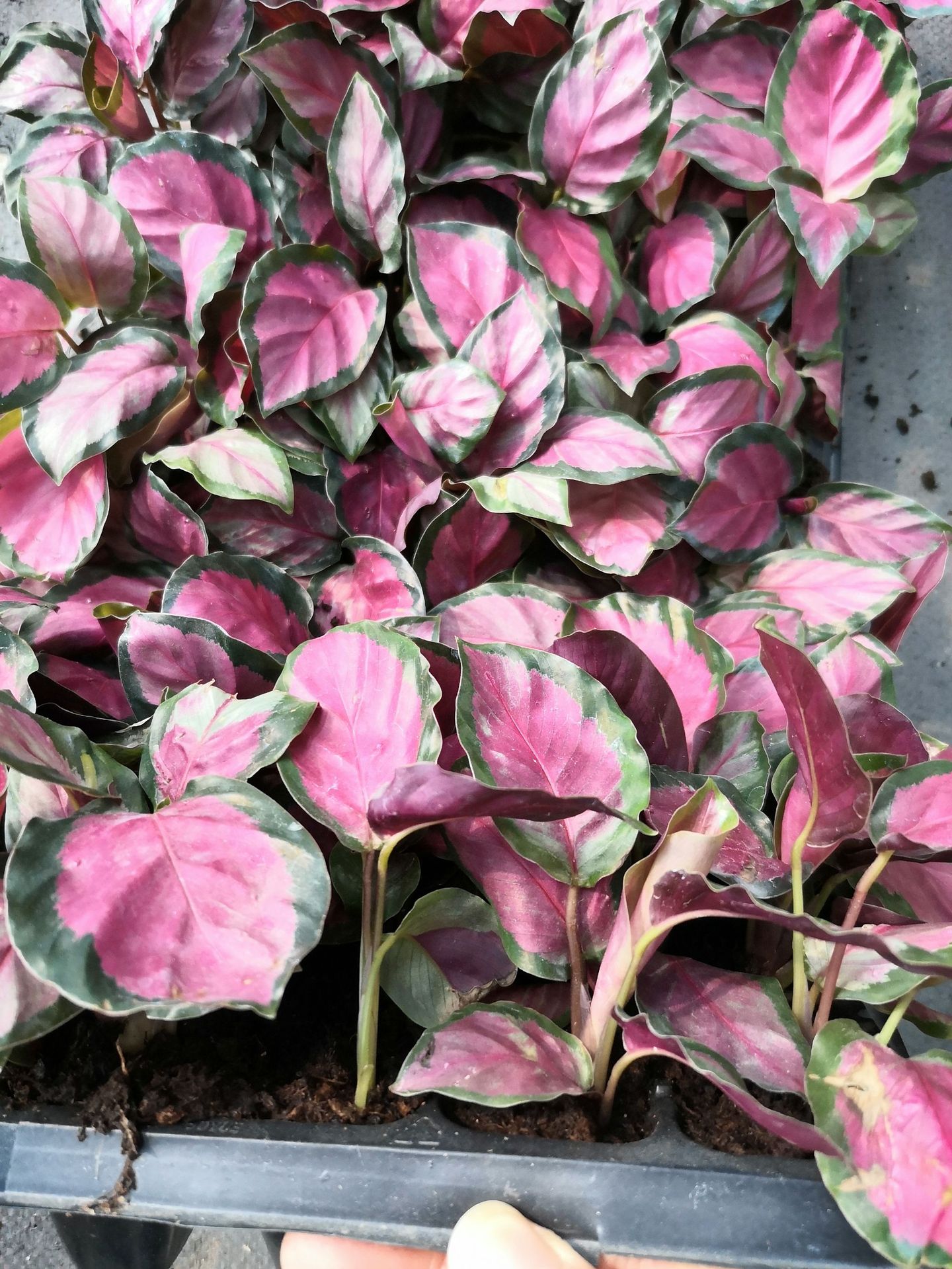 玫瑰红竹芋厂家直销观叶植物室内耐养花卉小盆栽