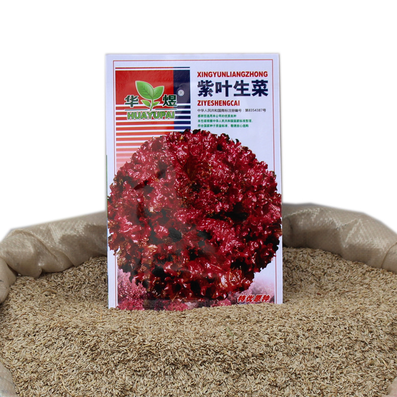 紫叶生菜种子紫生菜种籽蔬菜种子批发菜种菜籽菜种子公司四季播种