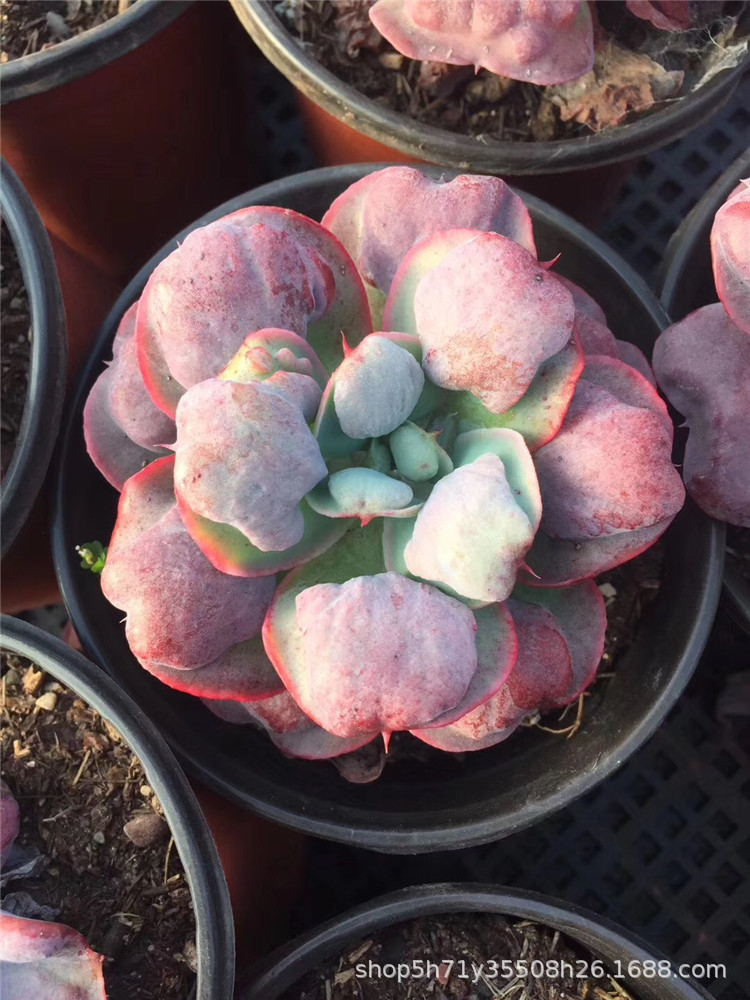 042云南多肉品种大棚精品盆栽批发 心之月单头盆12cm多肉人气爆款