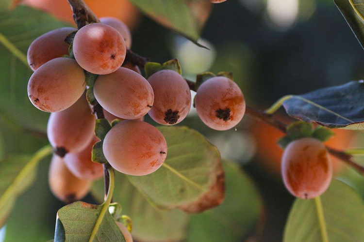 溢芳种业出售新采林木树种软枣种子别名君迁子野柿子丁香枣