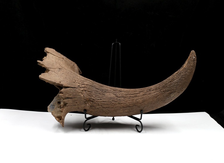 冰河时期动物牛角化石野牛角化石原石动物骨头化石古生物化石标本