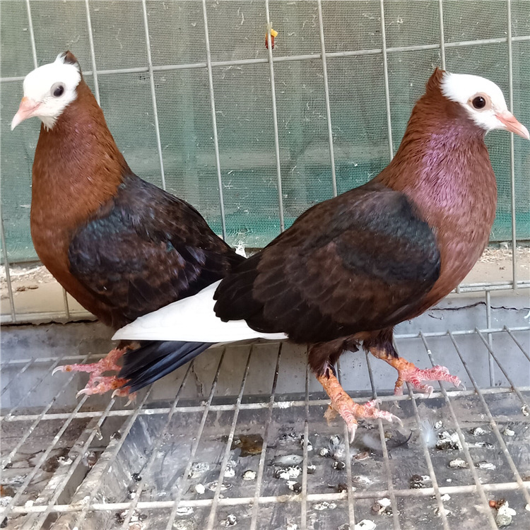 观赏鸽品种图片,毛领观赏鸽子分哪几种,观赏鸽凤尾