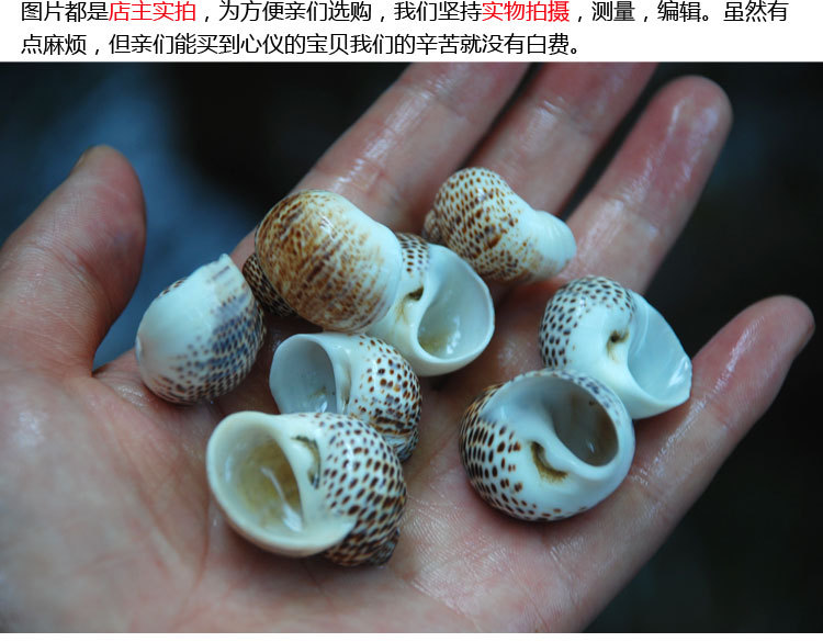 鸟蛋螺 diy墙贴装潢鱼缸地台 婚礼地中海风情家居装饰 小海螺贝壳