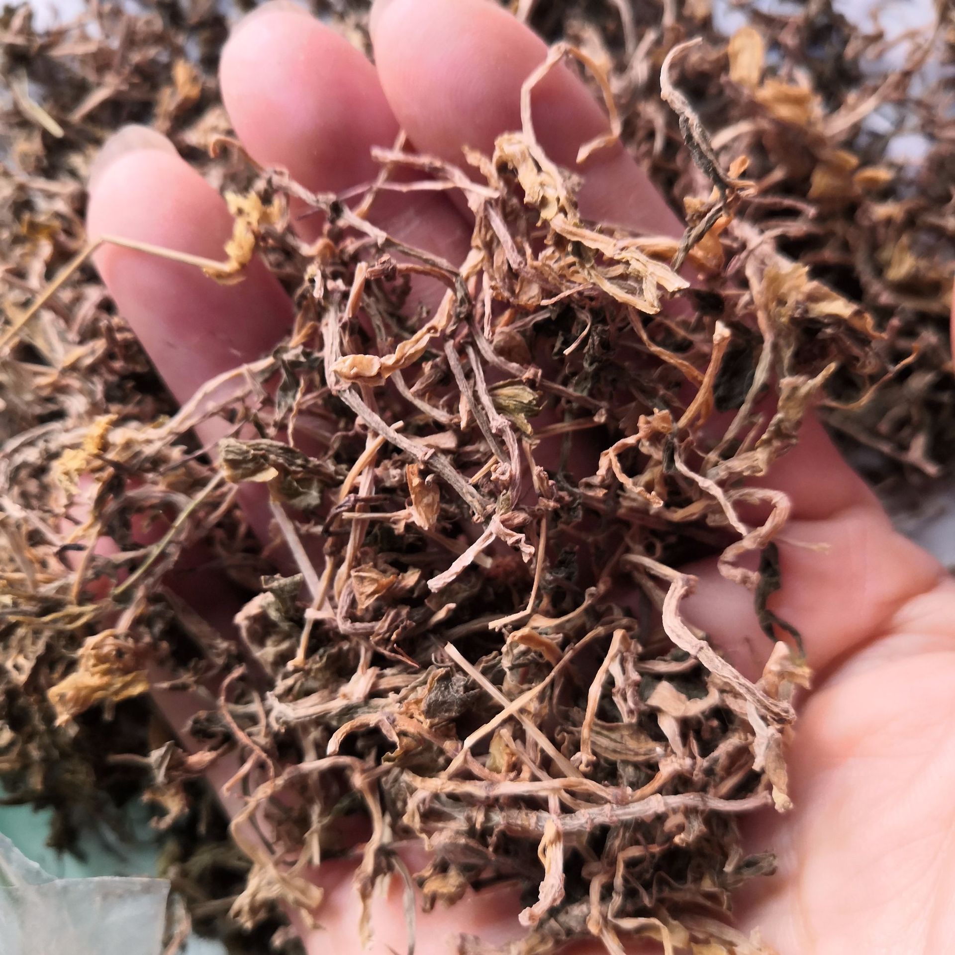 批发垂盆草 中药材垂盆草 三叶佛甲草 石头菜 狗牙菜 无硫干货