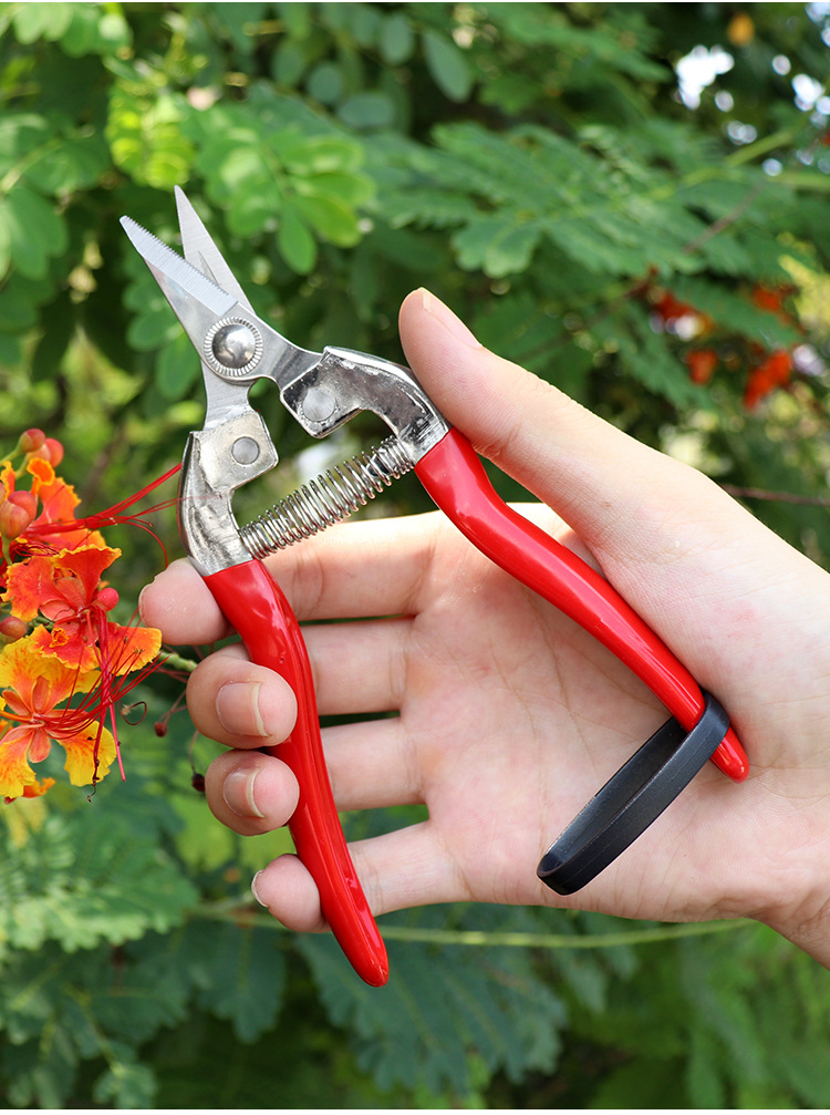 厂家现货摘果剪不锈钢直头稀果剪葡萄瓜果蔬菜剪园艺理枝去芽剪刀