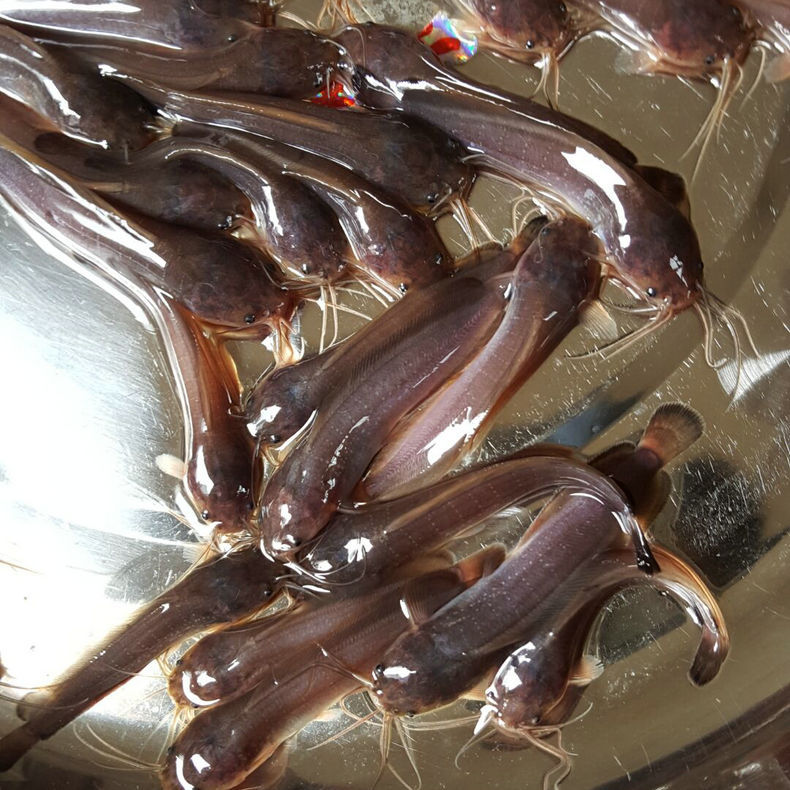 大量供应塘鲺鱼苗本地塘鲺鱼苗活体塘鲺鱼苗塘角鱼