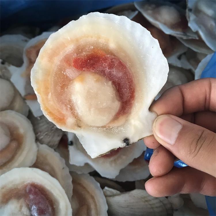 连云港海鲜冷冻大元贝 冷冻半壳扇贝 冻元贝肉 夏威夷大扇贝 批发