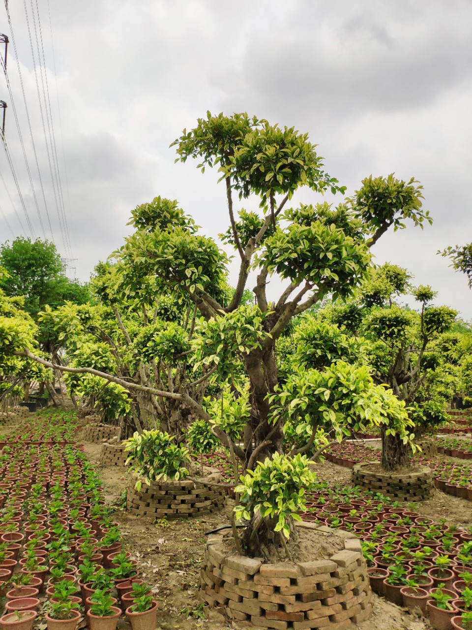 905基地供应造型金叶榕23米高花叶斑叶小叶榕树