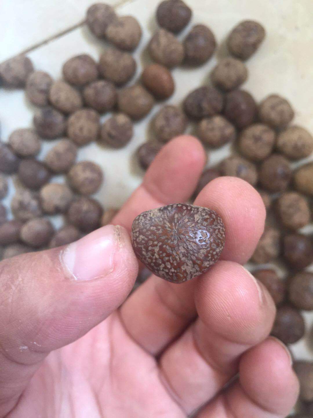 海南原生态星月菩提子原籽毛感料元宝籽原料果新月佛珠原生态批发